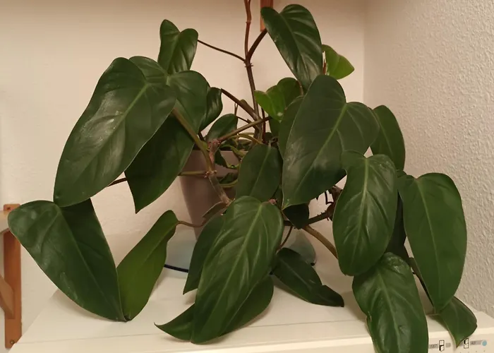 Tete D\'Or Forest