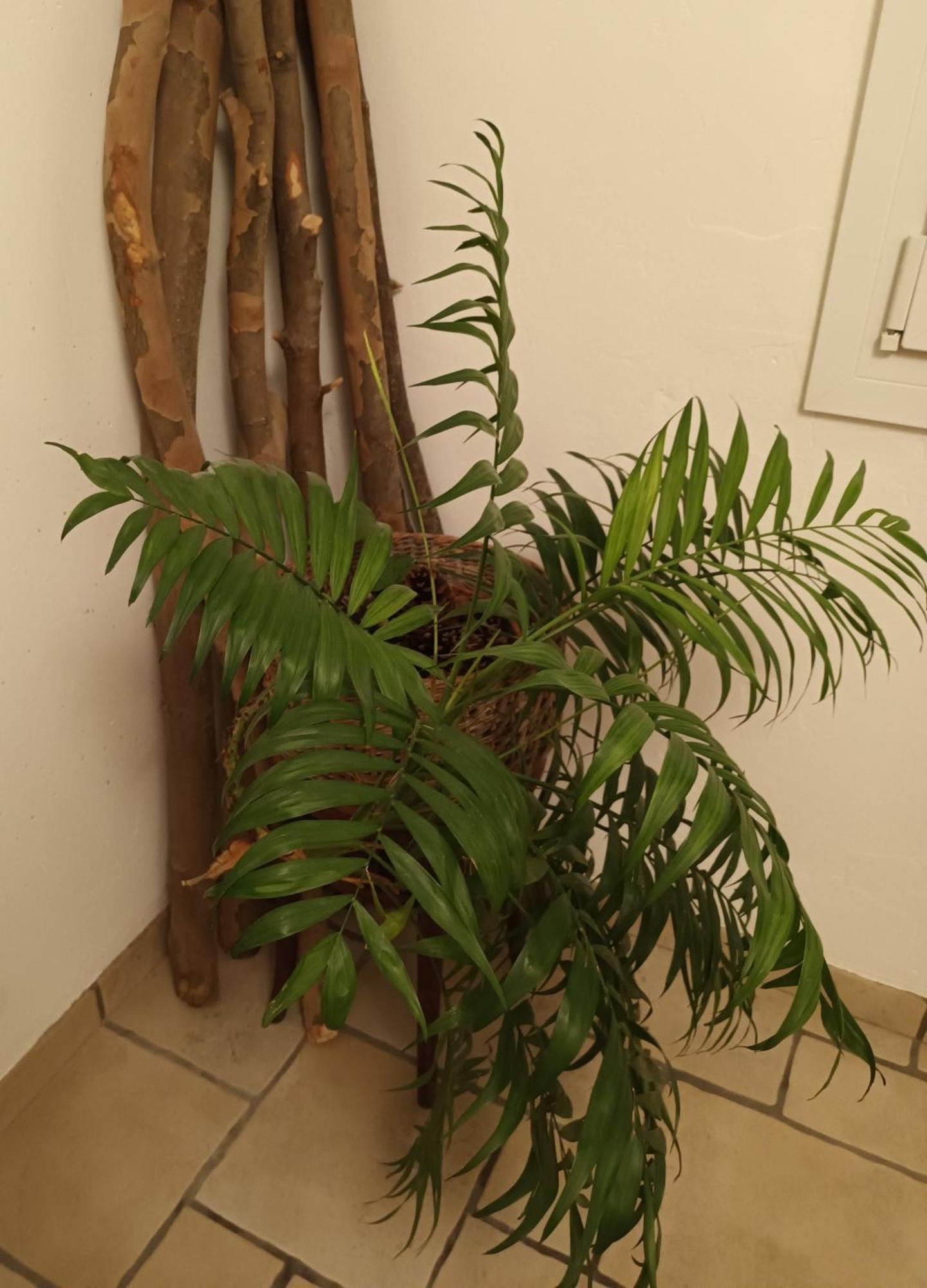 Apartment Tete D'or Forest Villeurbanne